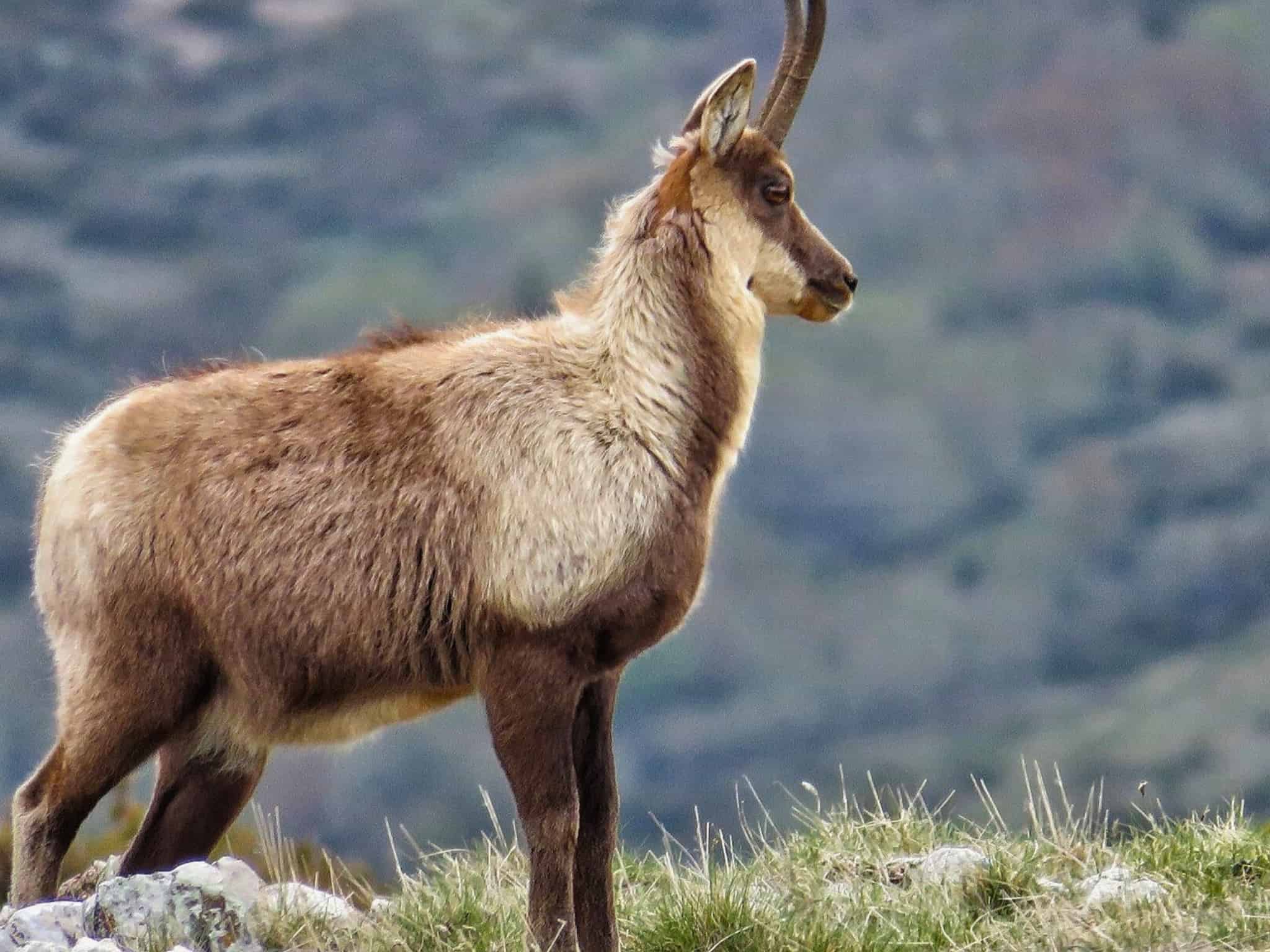 Progetto senza titolo (3) elezioni rocca di mezzo ugo micheli